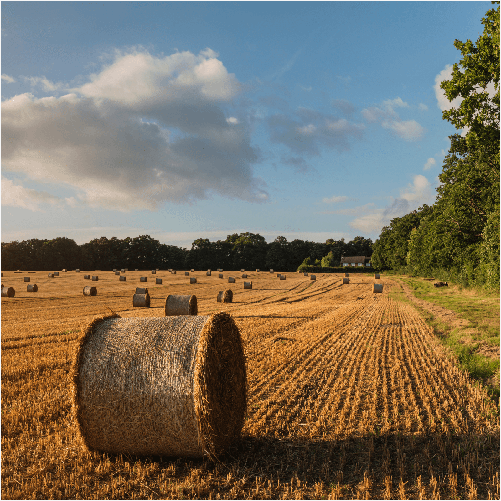 Hay bales on a field